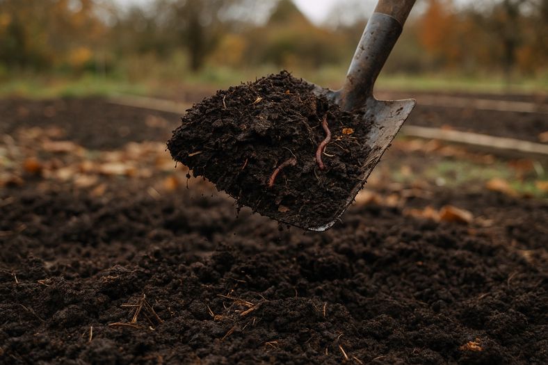 Garden spade turning over rich, dark soil with organic compost being mixed in during autumn preparation